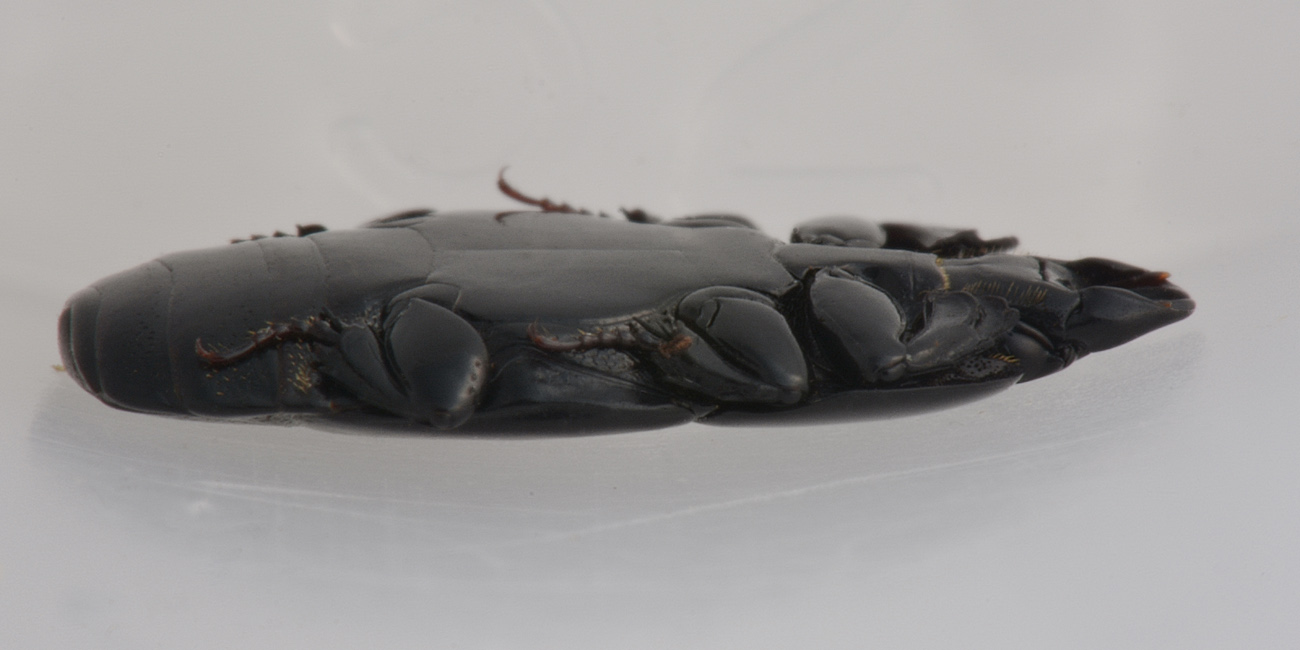 Histeridae: Hololepta plana